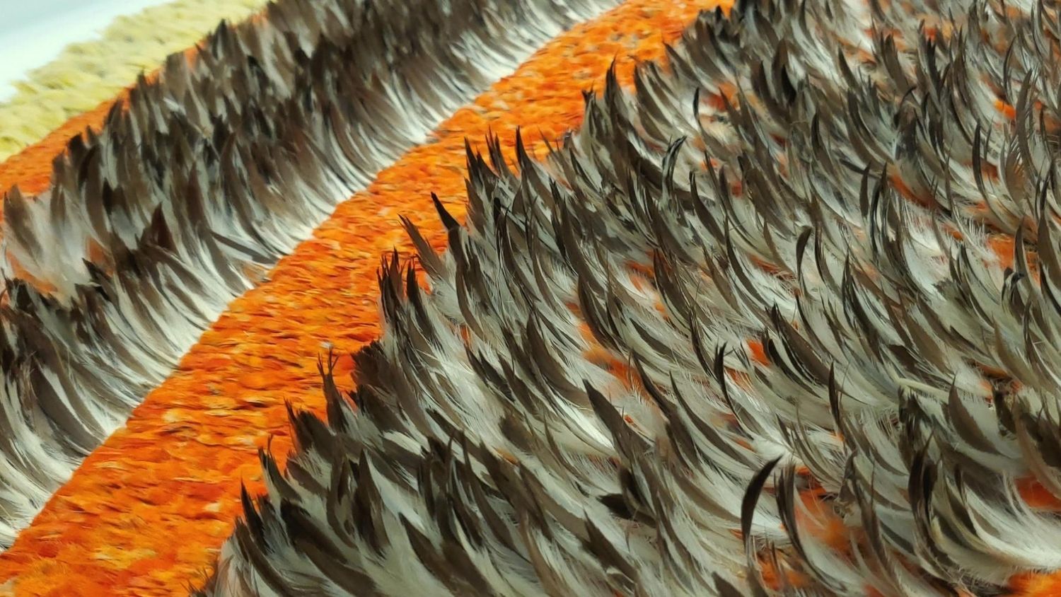 ‘Ahu ‘ula (feather cloak)