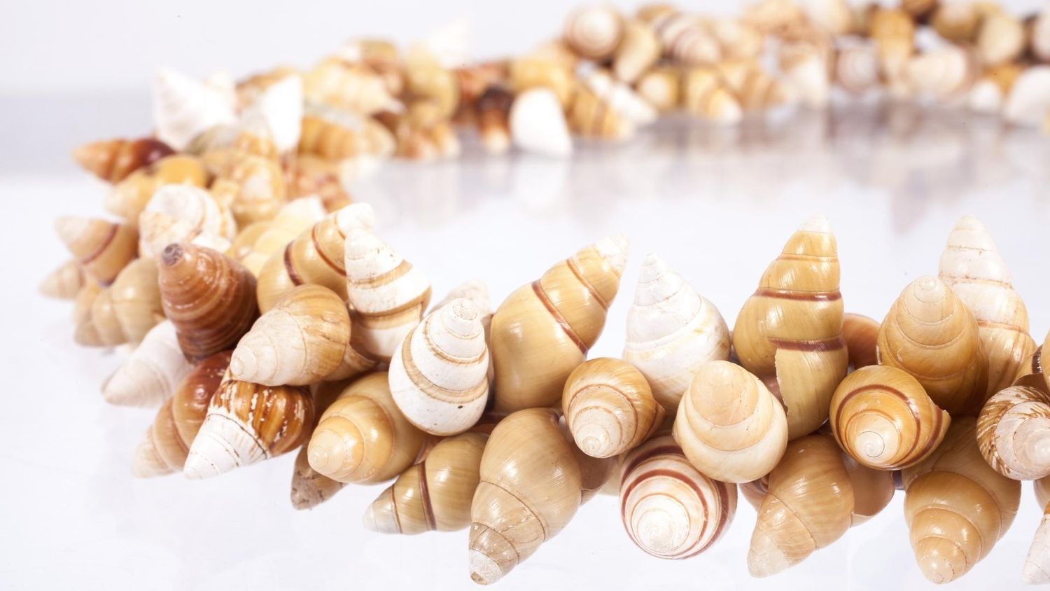 Lei kāhuli (land snail shell garland)