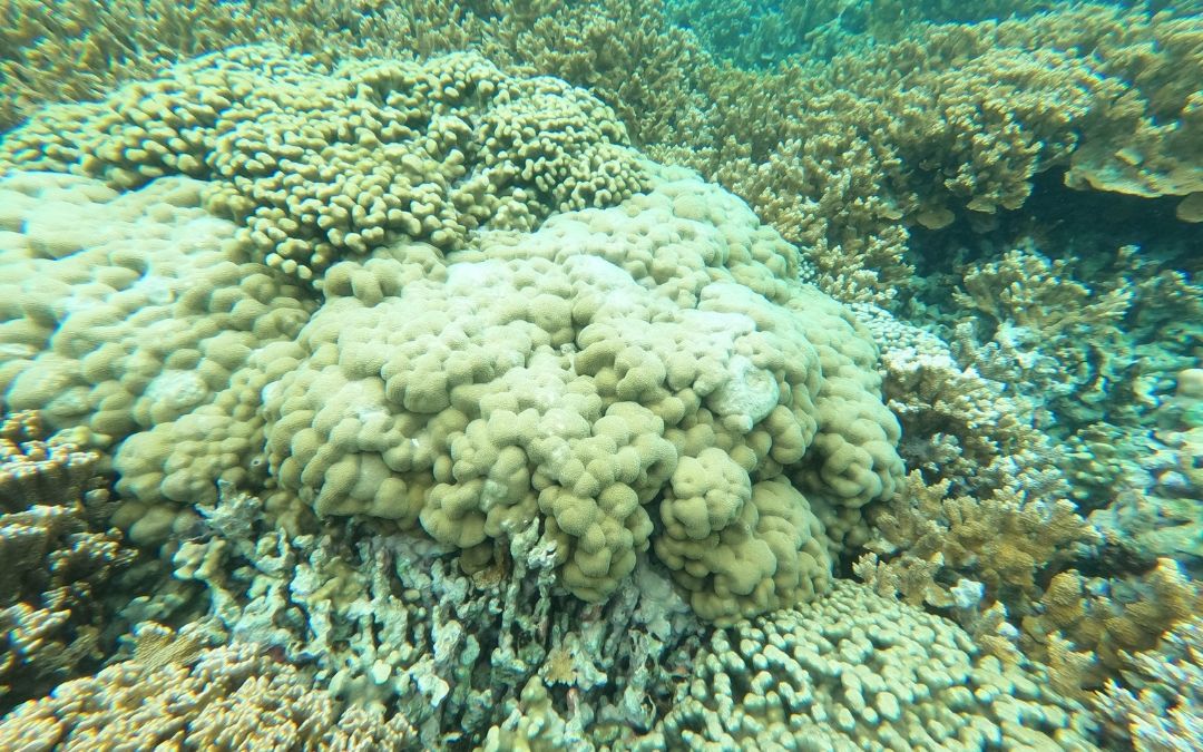 Marine Aquatic Invasive Species (AIS) in Hawai‘i