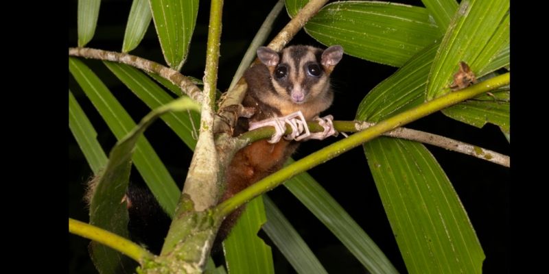 A Lazarus possum