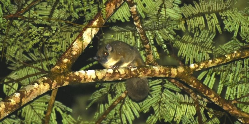 The ring-tailed glider