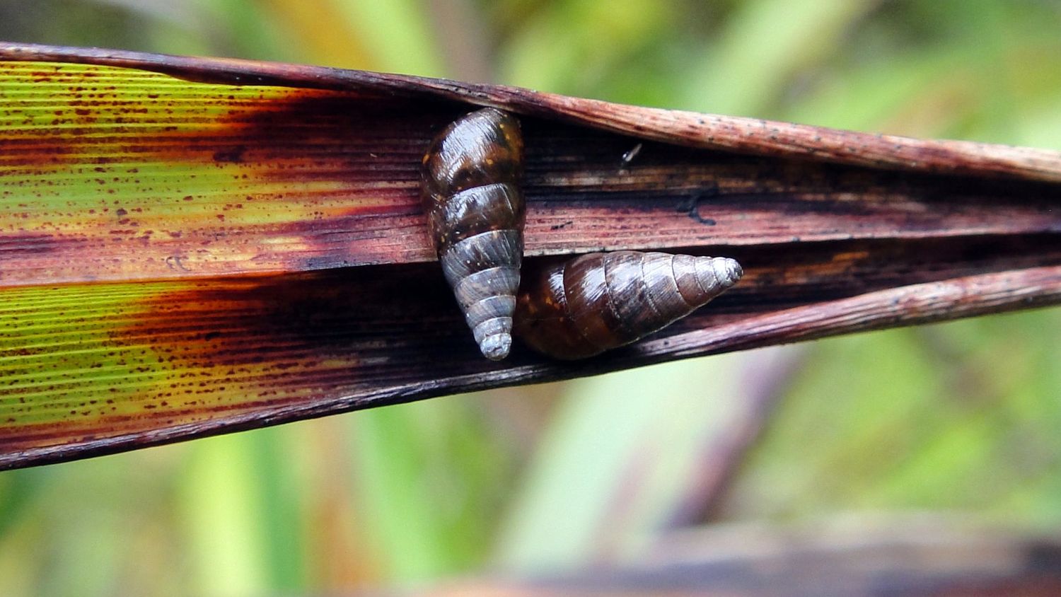 Two snails on a leaf