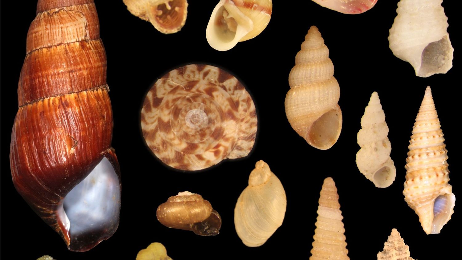 A collection of shells on a black background