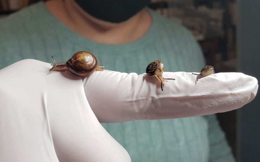 Help Save Our Snails!