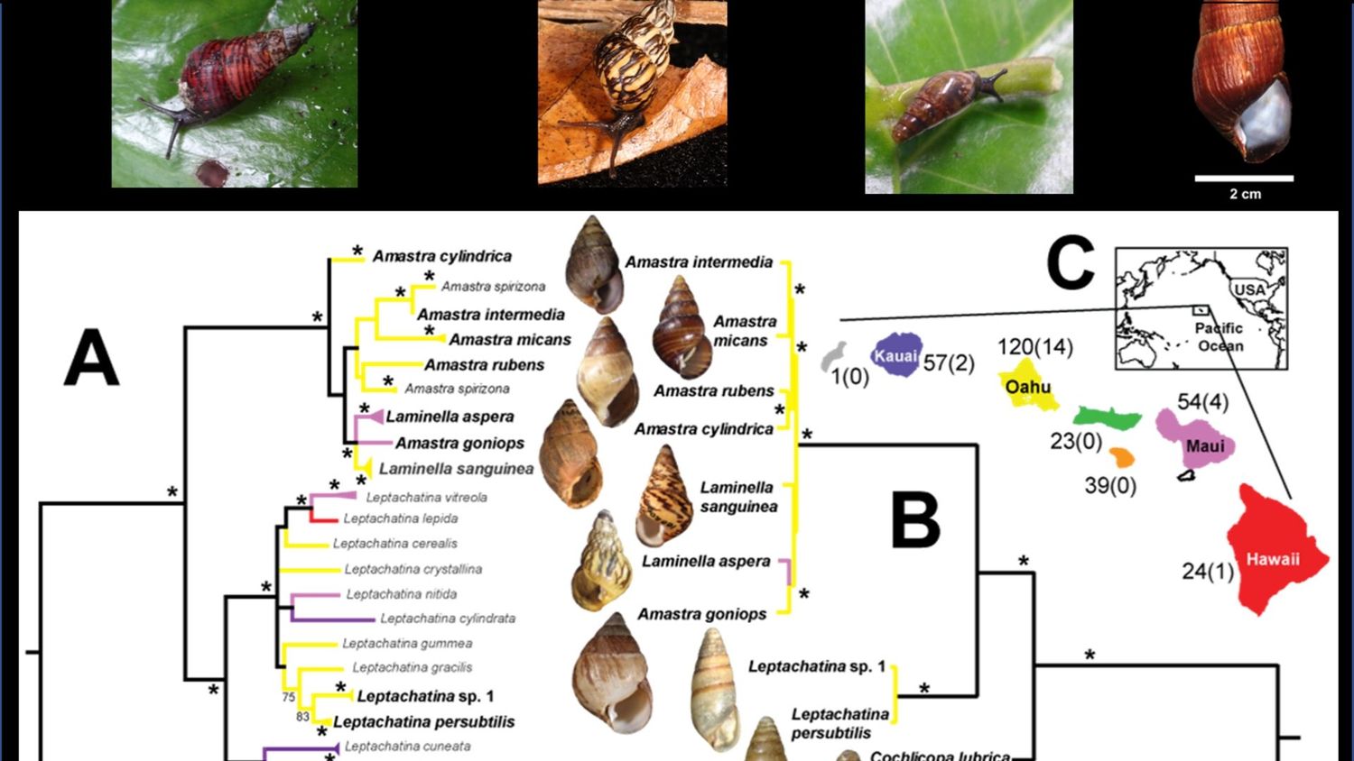 Next-generation sequencing lets us draw on the Museum’s historical collections to reconstruct relationships of Hawai‘i taxa, including long-extinct endemic amastrids.