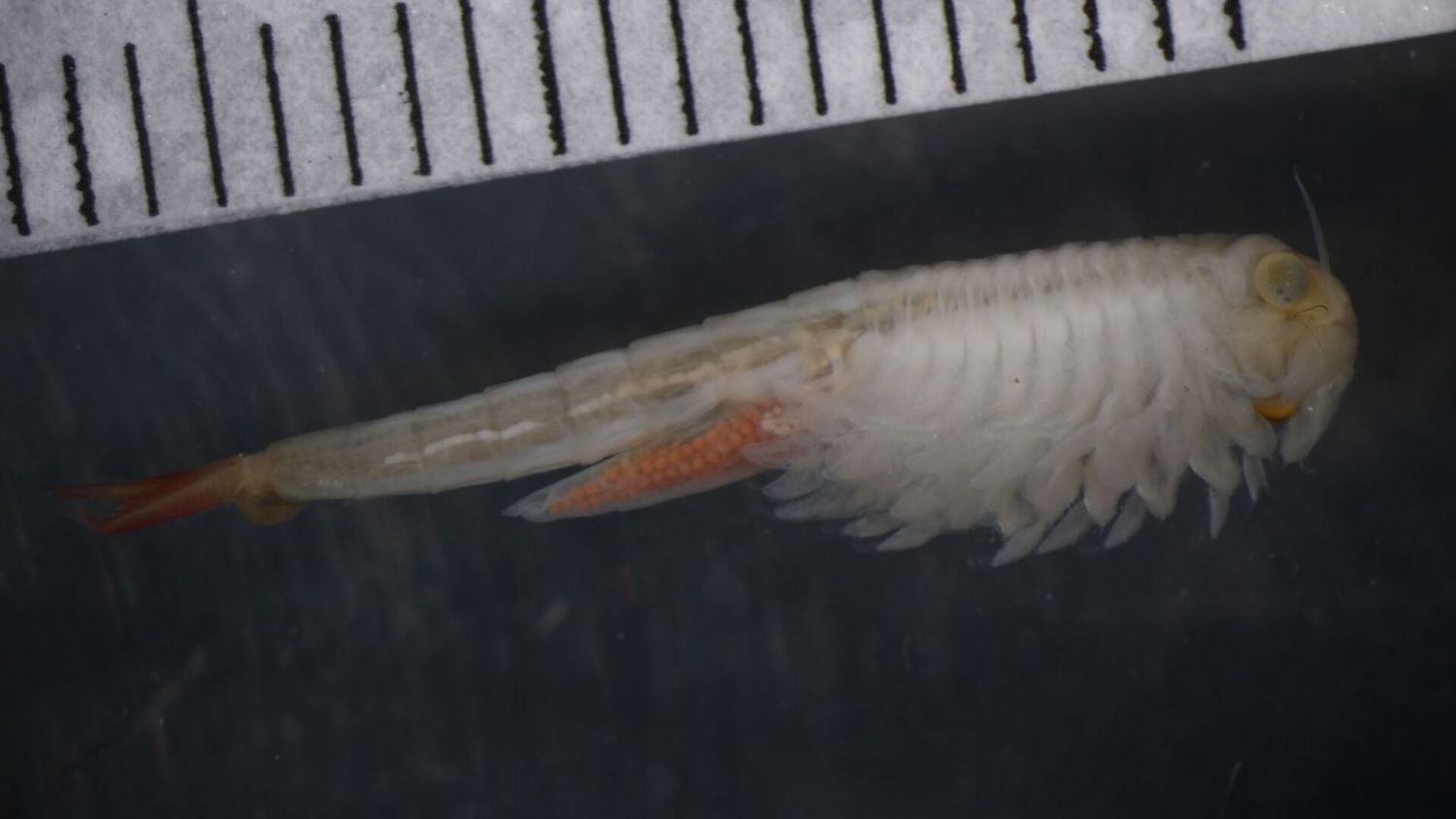 Steptocephalus mackini, an ephemeral pool fairy shrimp native to Arizona, found at Ka‘ena Point on O‘ahu — identified, and its likely source traced, via a DNA barcode by PCMB staff.