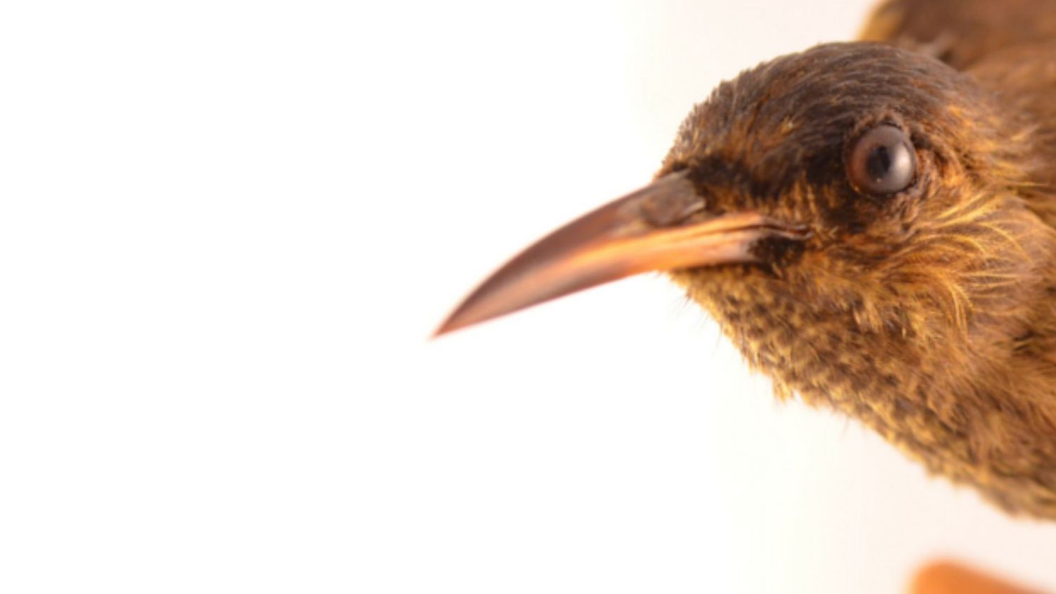 The record of extinction — and survival